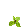 Cinnamon Basil Organic Seeds - Apnaugao