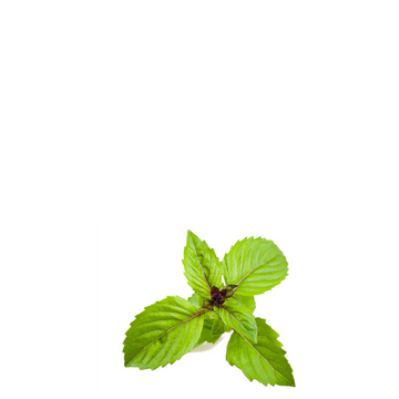 Cinnamon Basil Organic Seeds