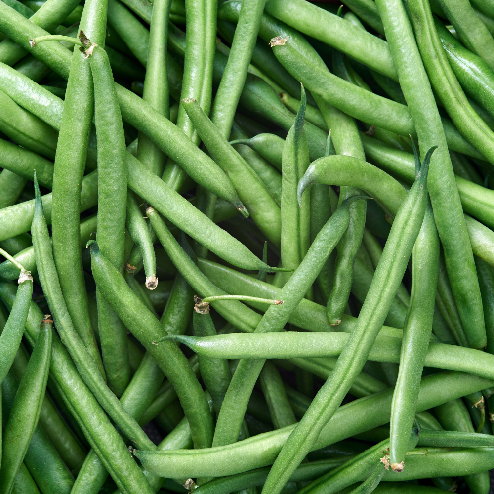 Climbing Beans Seeds Green Podded Blue Lake White Seeded