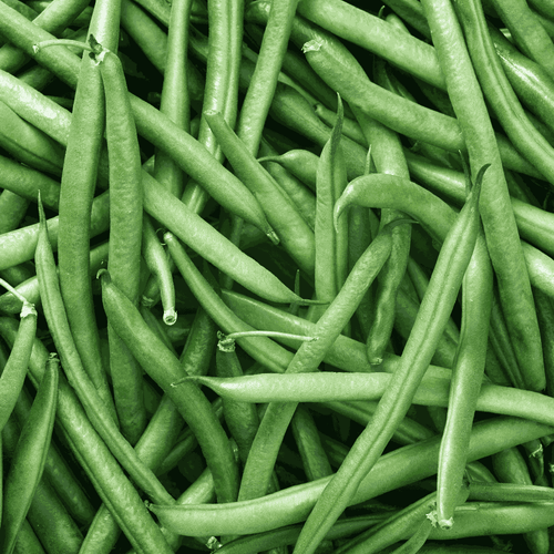 Climbing Beans 'Blue Lake White Seeded' – Pole-Type Green Podded Beans