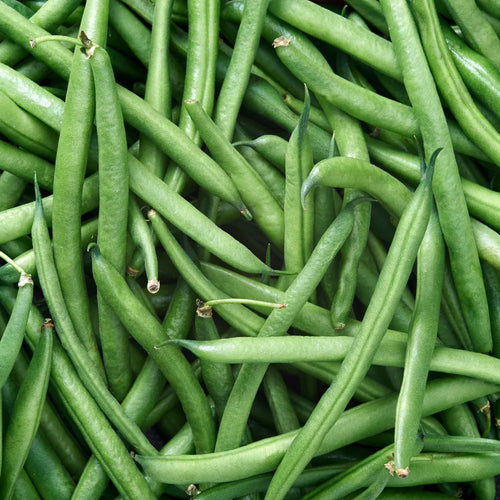 By Pole climbing beans in Pakistan - Apnaugao