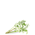 Cumin Herbs Seeds - Apnaugao