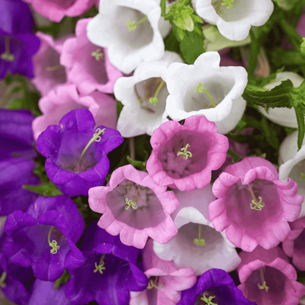 Close-up of purple, pink, and white bell-shaped flowers with green stems.