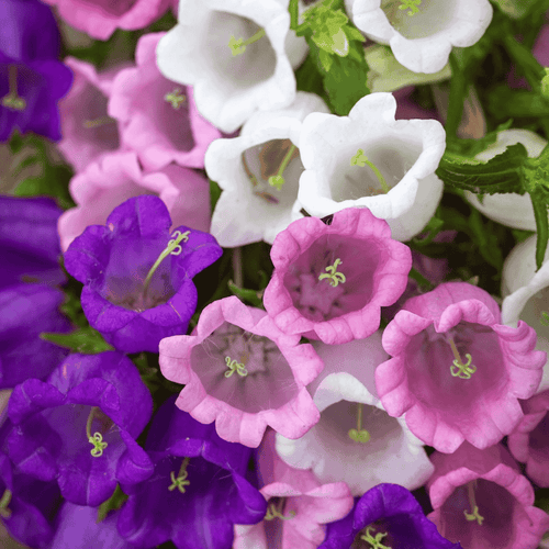 Mixed Colors Cup & Saucer- Canterbury Bells Flower Seeds