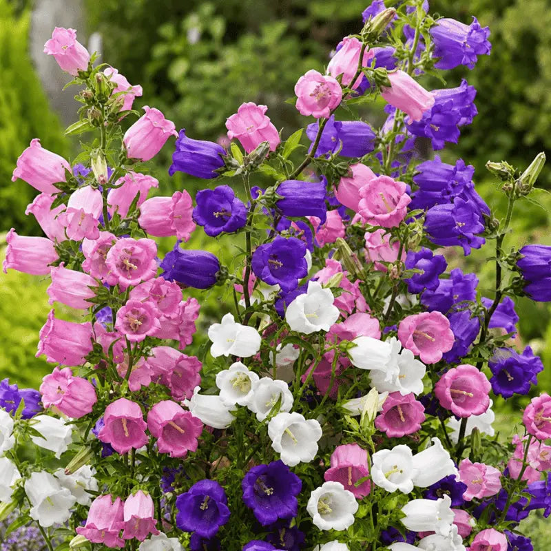 Close-up of purple, pink, and white bell-shaped flowers with green stems.