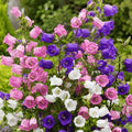 buy unique canterbury seeds mix colors in pakistan