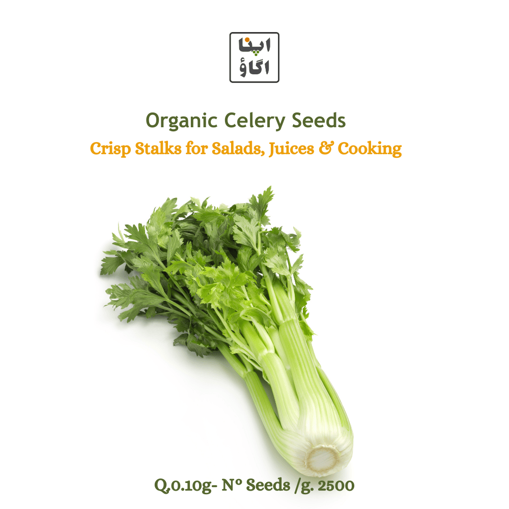 Celery Organic Seeds - Apnaugao