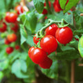 Cherry tomato seeds for growing fresh red tomatoes at home in pots, grow bags, and balcony gardens.