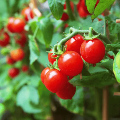 Cherry tomato seeds for growing fresh red tomatoes at home in pots, grow bags, and balcony gardens.
