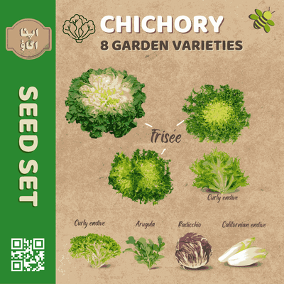 Chicory Endive Seeds Set - Apnaugao