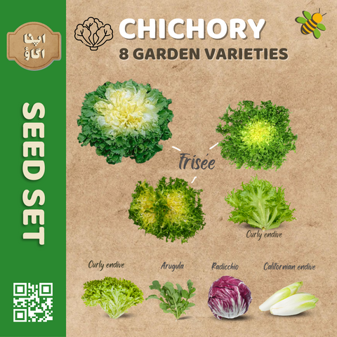 Chicory Endive Seeds Set