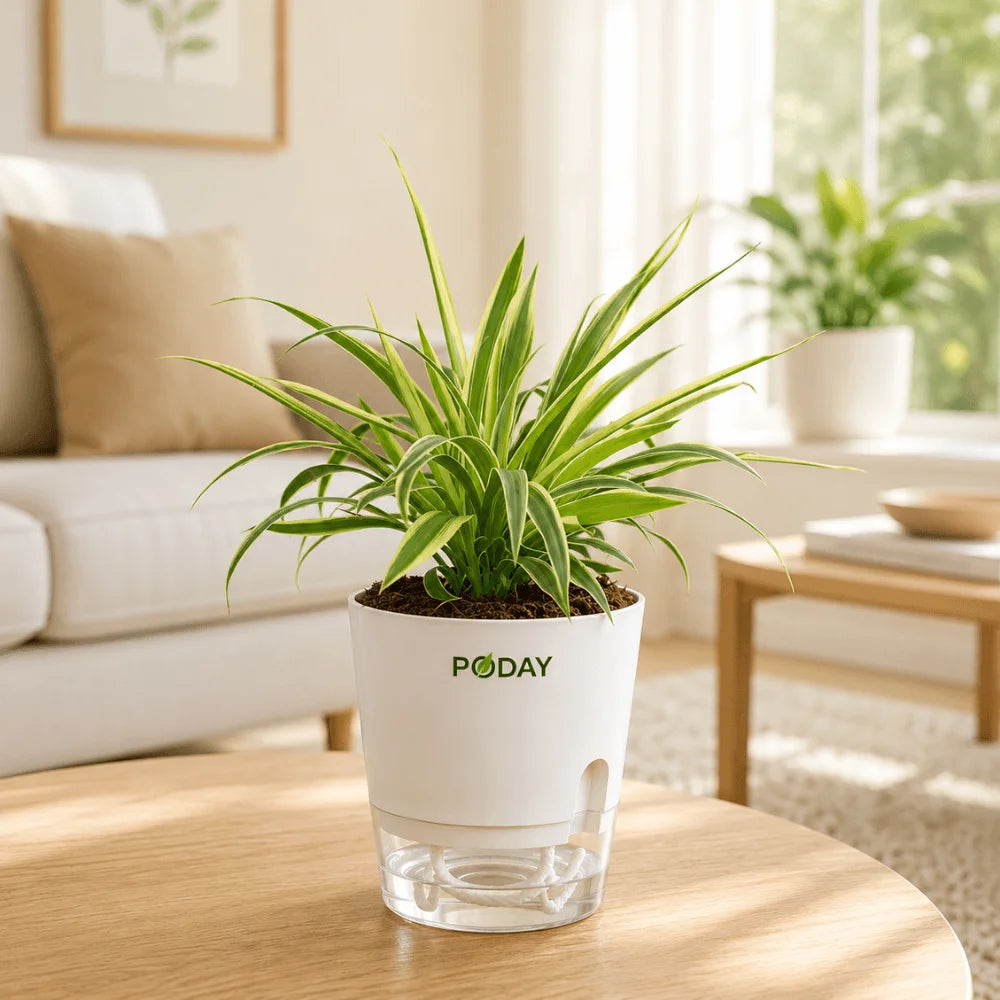 spider plant in self watering pot Spider Plant (Chlorophytum ) in Self-Watering Pot – Buy Online