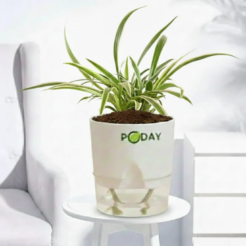 Buy Spider Plant (Chlorophytum) – Urdu: اسپائیڈر پلانٹ – air purifying indoor plant in self-watering pot, special discounted offer