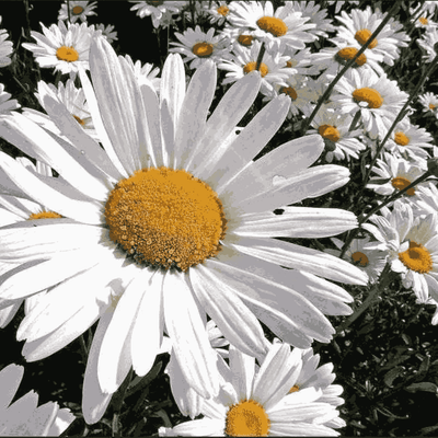Chrysanthemum Alaska White flower seeds – classic Shasta daisy with golden centre for Pakistani cool-season gardens – ApnaUgao