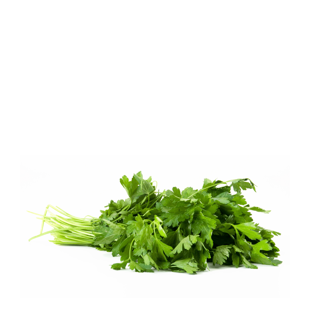 Cilantro (Coriandro) seeds – Grow fresh and aromatic coriander at home.