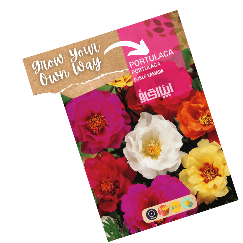 double flower rose moss seeds Portulaca Double Flower Mixed Seeds