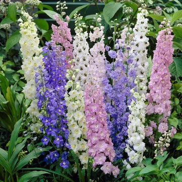 Larkspur ( Delphinium ) Flower Seeds - Standard Mix
