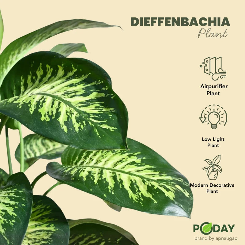 Buy Dieffenbachia Tropic Snow – ڈائیفن باخیا پودا – shade loving indoor plant in self-watering pot, discount offer available