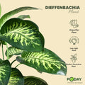 Dieffenbachia plant with self watering pots and home delivery | apnaugao