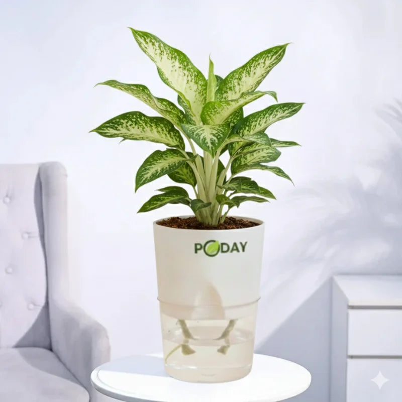 Buy Dieffenbachia Tropic Snow – ڈائیفن باخیا پودا – shade loving indoor plant in self-watering pot, discount offer available