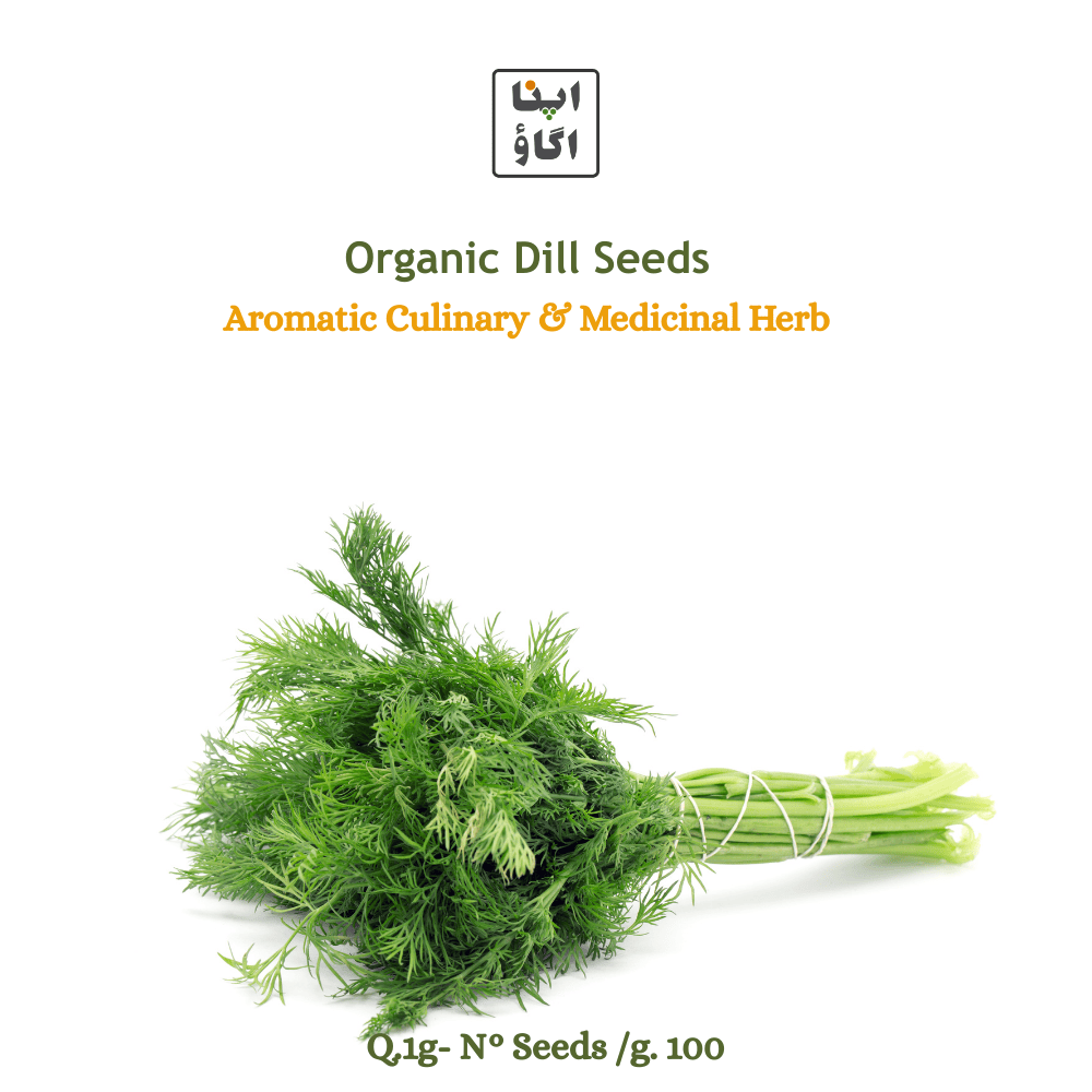 Dill Organic Seeds - Apnaugao