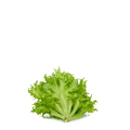 Chicory Endive Escarol Seeds - Corneta de burdeos - Apnaugao