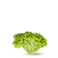 Chicory Endive Frisée Seeds - Rizada doble de verano - Apnaugao