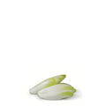 Chicory Belgian Endive Seeds - Mechelse Witloof Chicory