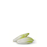 Chicory Belgian Endive Seeds - Mechelse
