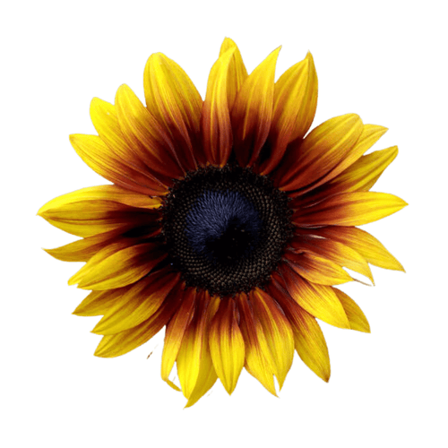 Firecracker Sunflower Seeds – Compact Multi-Color Dwarf Variety