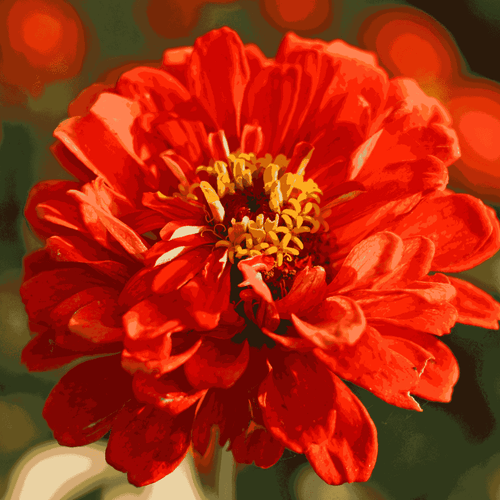 Dahlia-Flowered Zinnia Seeds – Giant Double Mix
