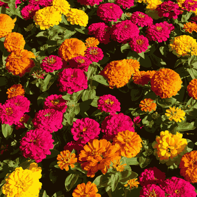 Giant Zinnia Mammoth Mix flower seeds – huge double blooms for Pakistani summer cut flower gardens – ApnaUgao