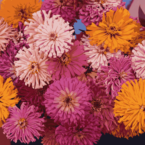 Giant Zinnia Super cactus Mix Flower Seeds