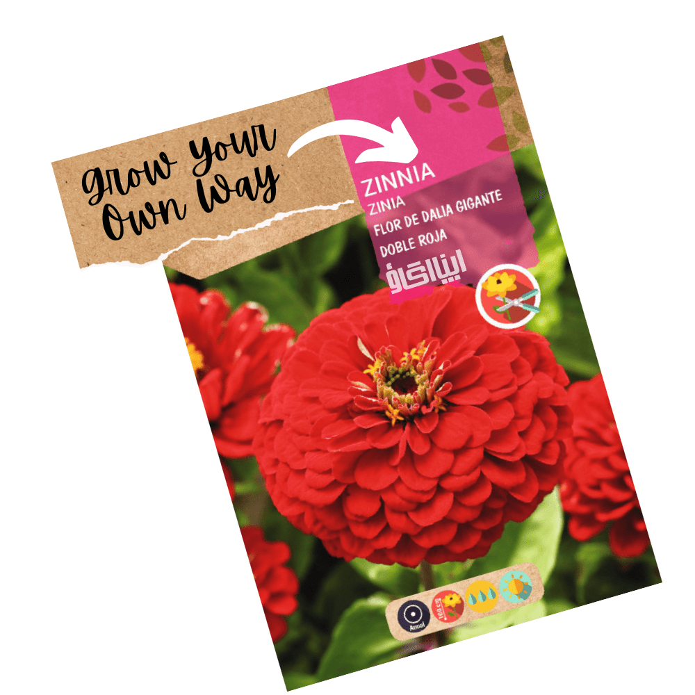 double dahlia seeds Dahlia-Flowered Zinnia Giant Double Mix Seeds