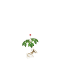 Ginseng Herb Seeds - Apnaugao