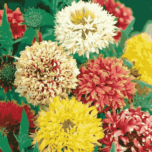 Gaillardia Kings Double Mix seeds – Blanket Flower red orange yellow burgundy blooms in Pakistan – ApnaUgao