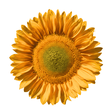 RProfessional cut flower golden sunflower seeds for cut flower growers