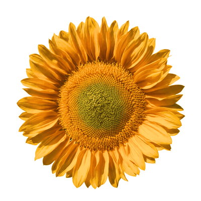RProfessional cut flower golden sunflower seeds for cut flower growers