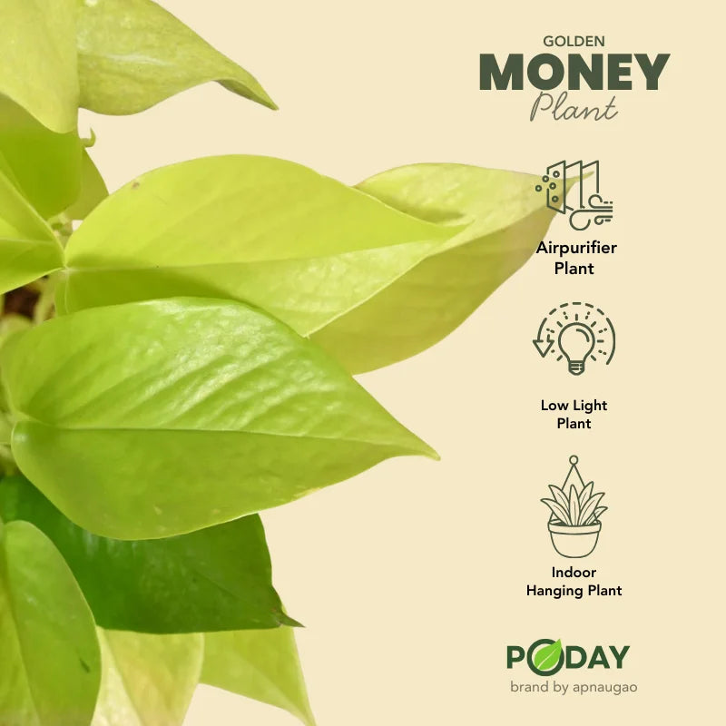 Buy Golden Money Plant –  گولڈن منی پلانٹ – lucky indoor plant in self-watering pot, best discounted deal