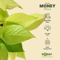 Golden Money Plant | apnaugao | free home delivery