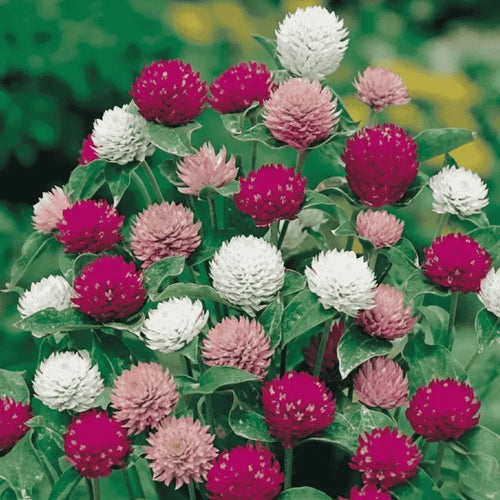 Gomphrena (Globe Amaranth) Mix Flower Seeds