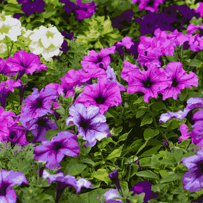 Petunia Compact Dwarf Mix Hybrid Flower Seeds - Apnaugao