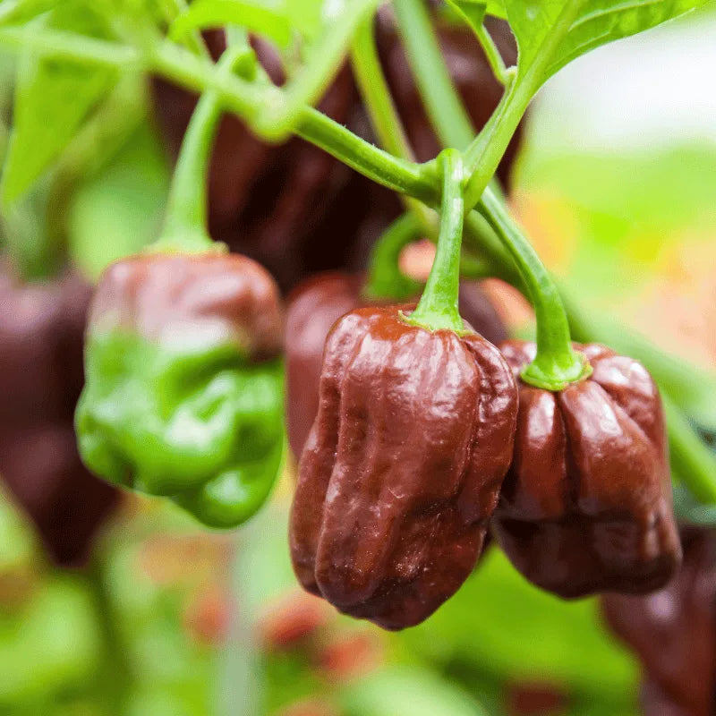 HABANERO CHOCOLATE' Hot Chilli Pepper Seeds - Apnaugao