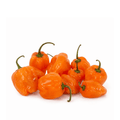 Orange peppers with green stems on a white background