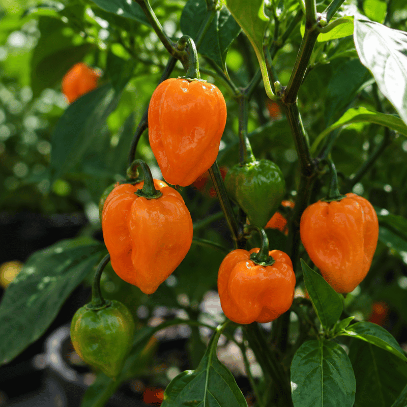 Orange peppers with green stems on a white background