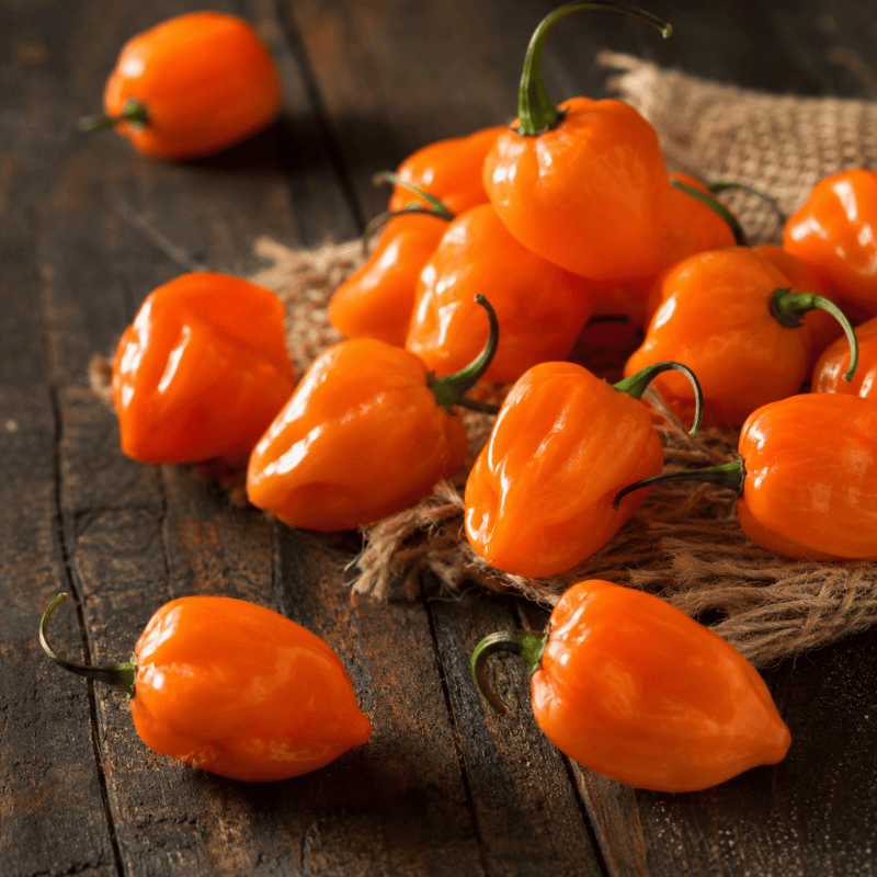 Habanero Orange peppers on a rustic wooden surface with burlap - apnaugao