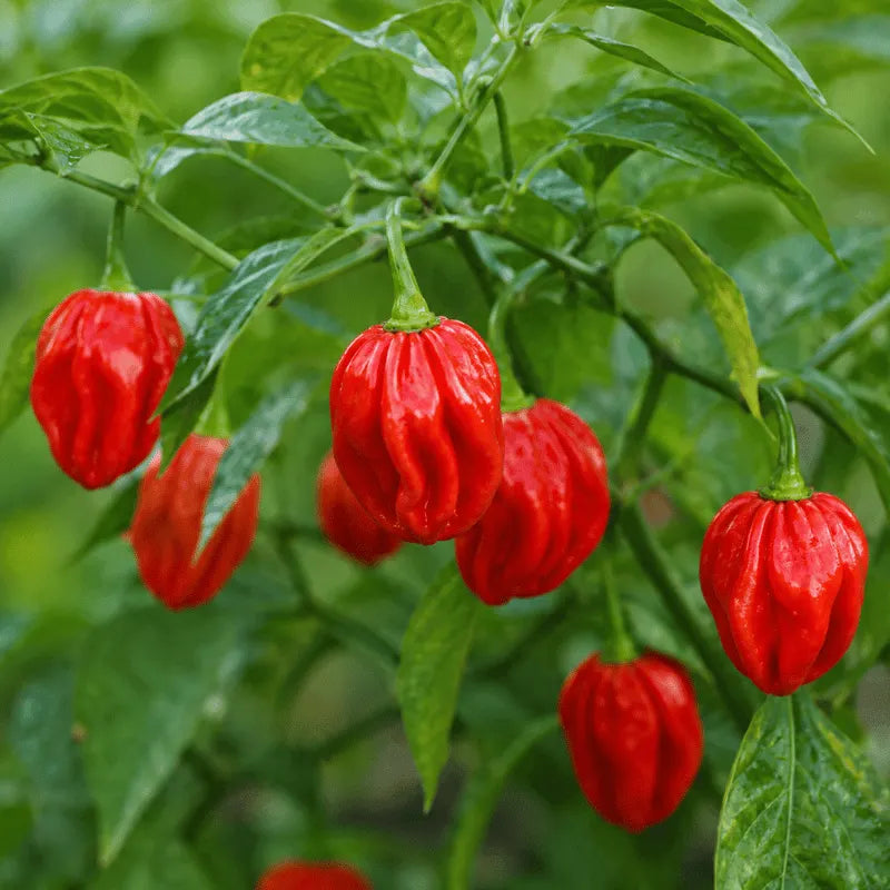 Habanero Red hot pepper seeds - apnaugao