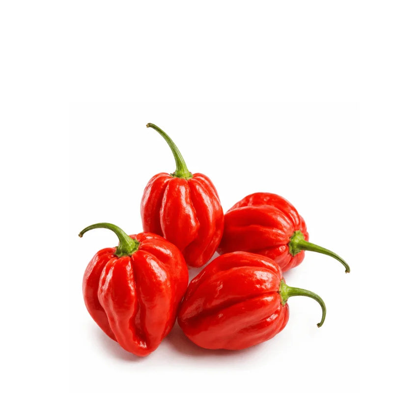 Habanero Red hot pepper seeds - apnaugao