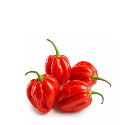 Habanero Red Hot Chili Pepper Seeds – Fiery Scarlet Pod