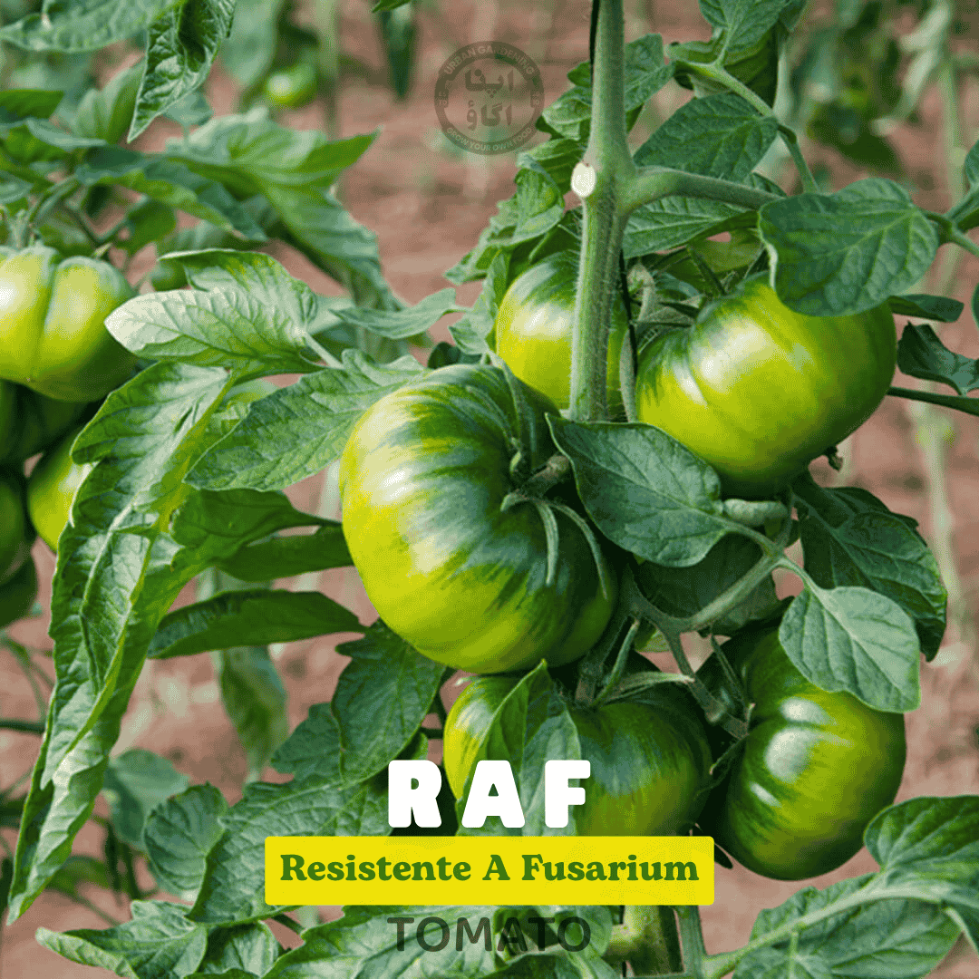 Heirloom Tomato Seeds – RAF - Full-Flavored